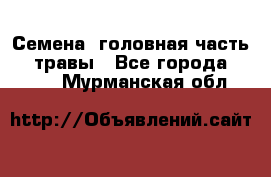Семена (головная часть))) травы - Все города  »    . Мурманская обл.